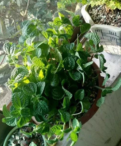 家里养什么花能除甲醛,什么花除甲醛净化空气最好