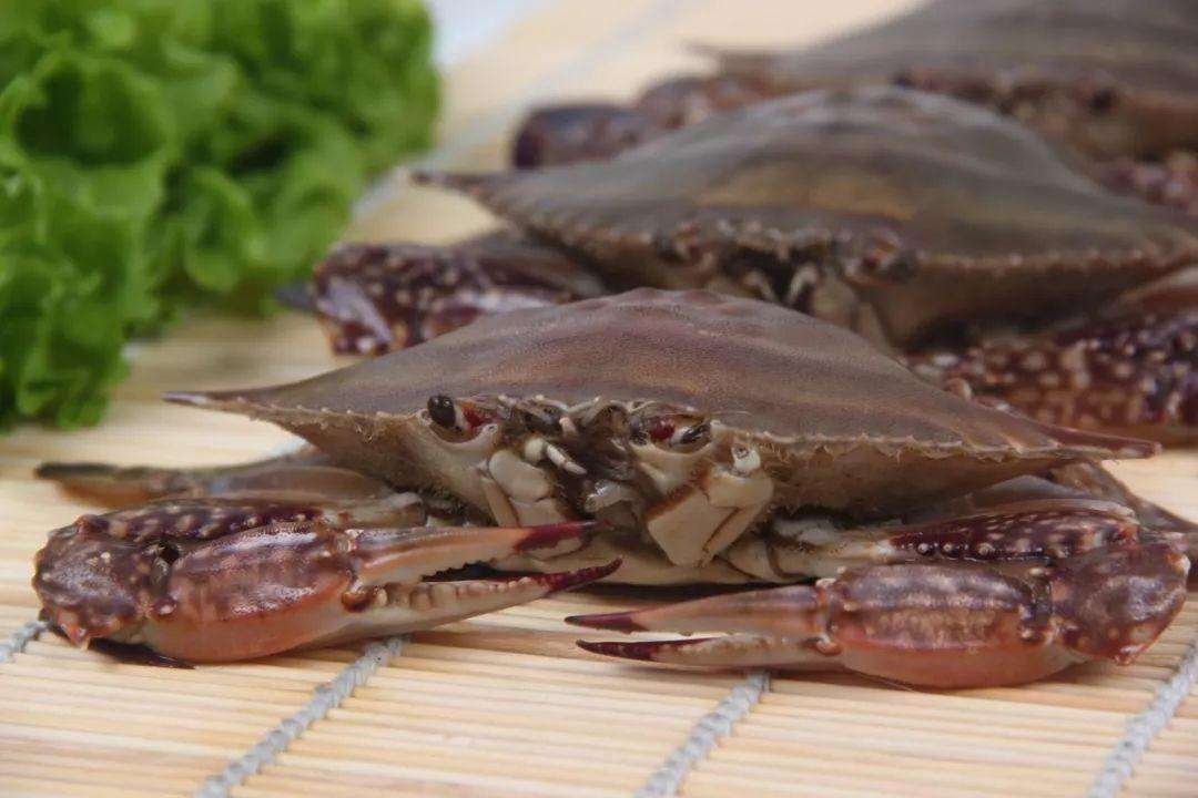 南通梭子蟹特产,江苏南通港梭子蟹