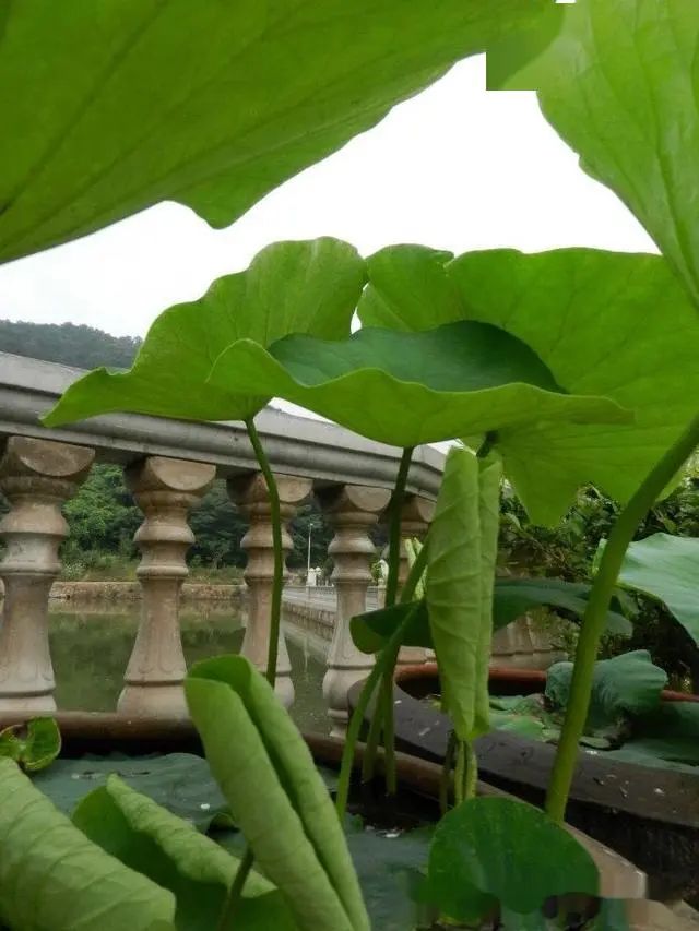 农村旧水缸种荷花,院子里老水缸种荷花
