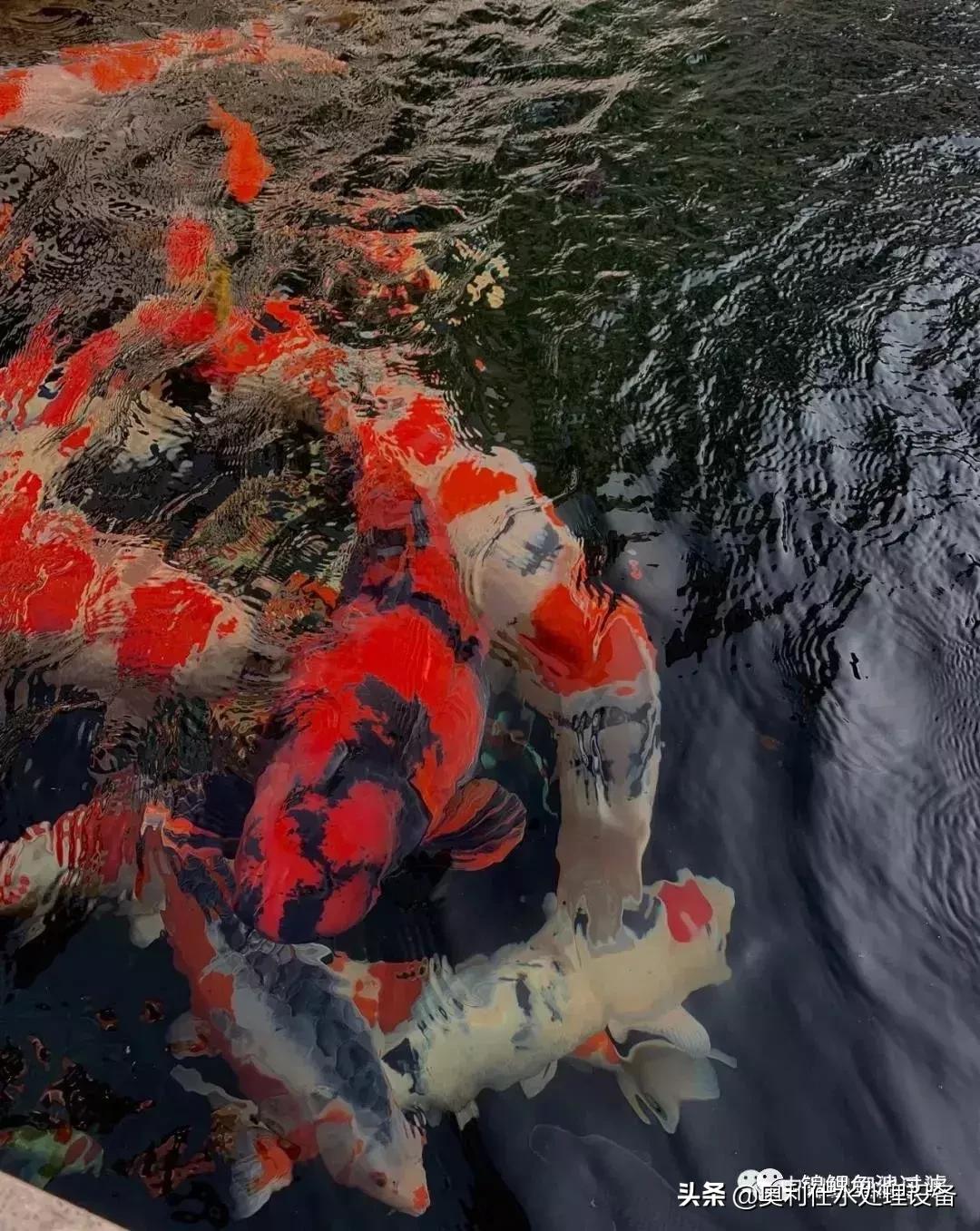 锦鲤用海盐与工业盐的区别,锦鲤用海盐还是矿物盐好