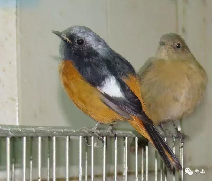 鸟儿放养是什么意思啊,关于小鸟的对话