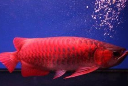 一条鱼卖了5000多,一条鱼卖到1500万