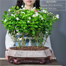 柠檬桂花茉莉花哪种可以驱蚊,室内盆栽植物带香桂花