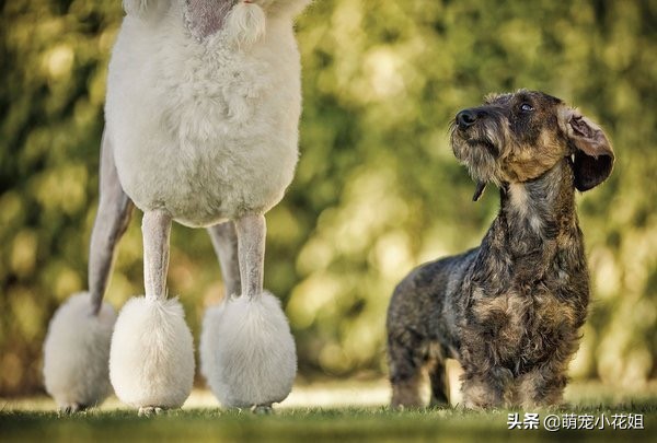 去犬舍买狗如何避免被坑,犬舍买狗注意事项