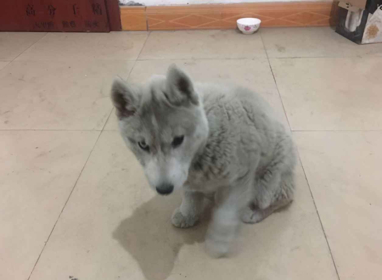 500元买哈士奇,在网上买的哈士奇结果是土狗