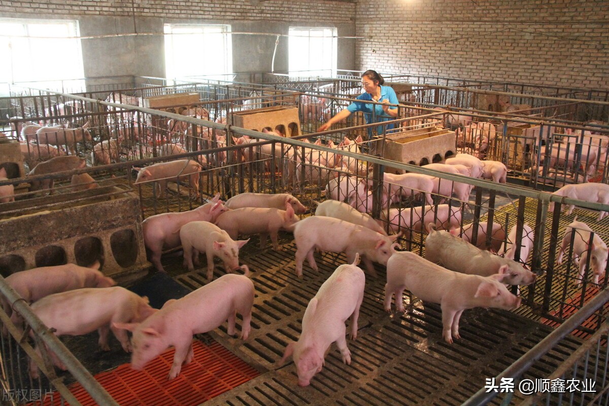 猪肉收储流拍对猪价有什么影响,猪肉价格猛涨养猪有没有前景