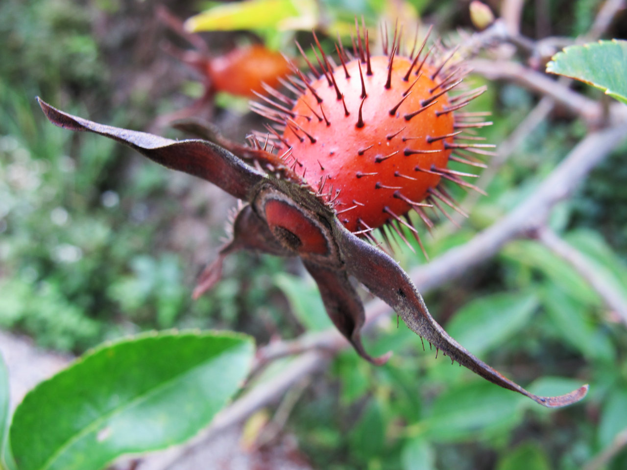 江西农村才有的31种正宗野果,农村100种野果图片带名称大全