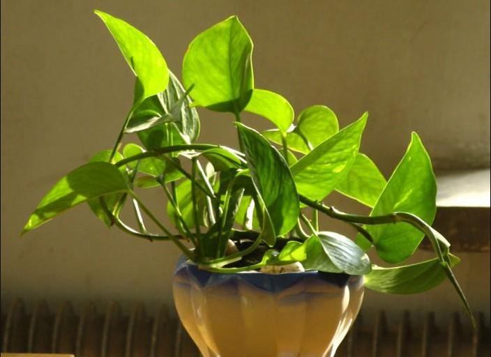 绿萝插扦20多天也没长新枝,绿萝两个月能爆盆吗