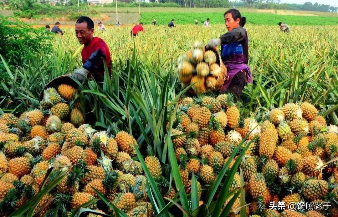 惊蛰当季水果蔬菜,惊蛰节气吃什么水果比较养生