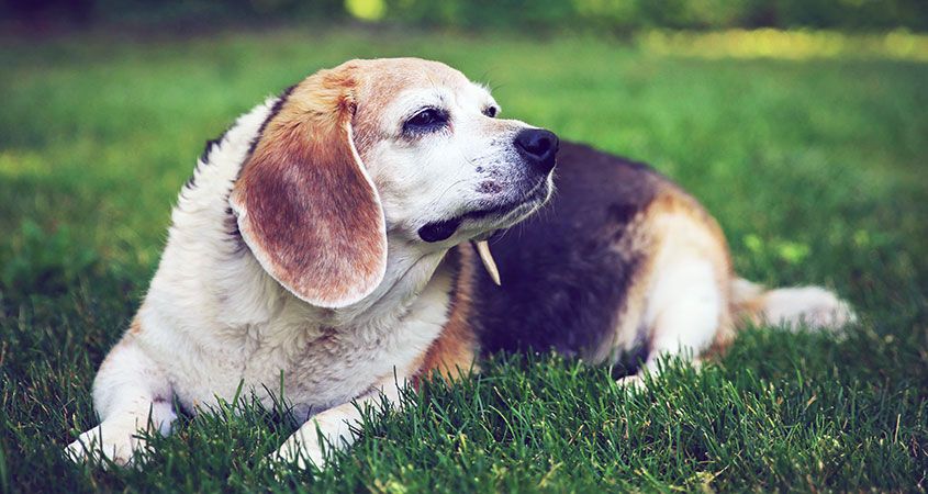 狗狗防痴呆吃什么,什么东西可以防止狗狗痴呆