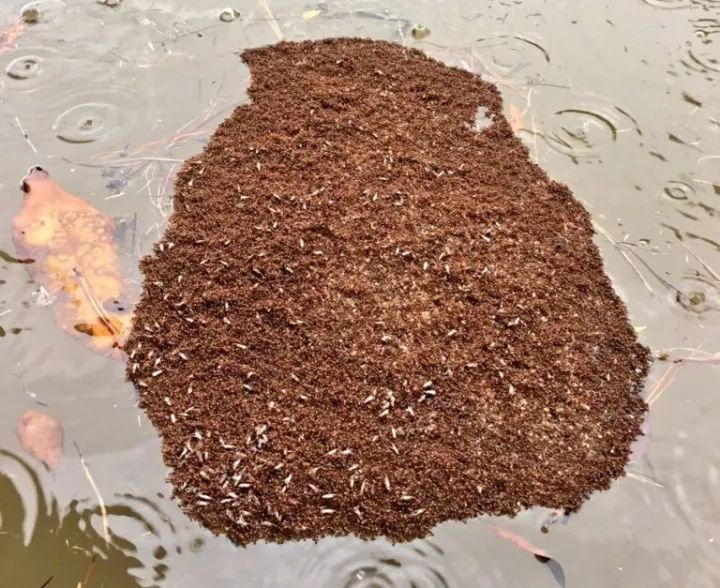 红火蚁外来物种,红火蚁密密麻麻