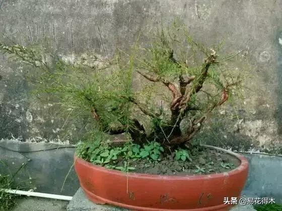 岗松盆景移栽,岗松盆景风景