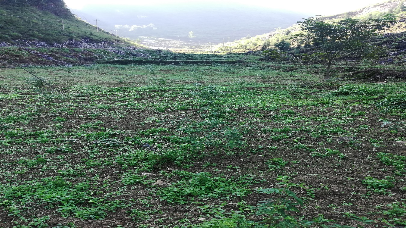 光彩事业基金会,中国光彩事业基金