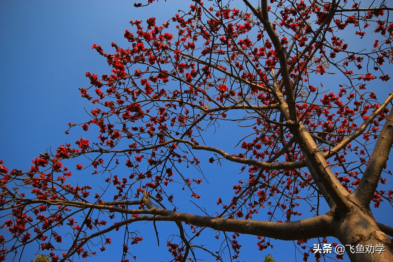 木棉树，*欢合**树，枇杷树：这3棵树写出了3个女人最精彩的一生