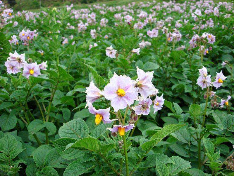 马铃薯膨大期管理,马铃薯如何控旺