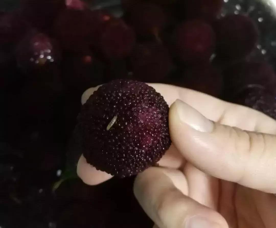 盐水泡了杨梅泡了半个小时没有虫,用什么泡杨梅能出来小白虫