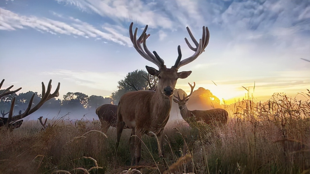 和麋鹿差不多的珍稀动物,麋鹿属于世界濒临灭绝的珍稀物种