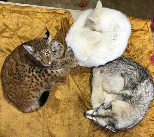 想养猫又怕被猫抓,俄罗斯养猞猁