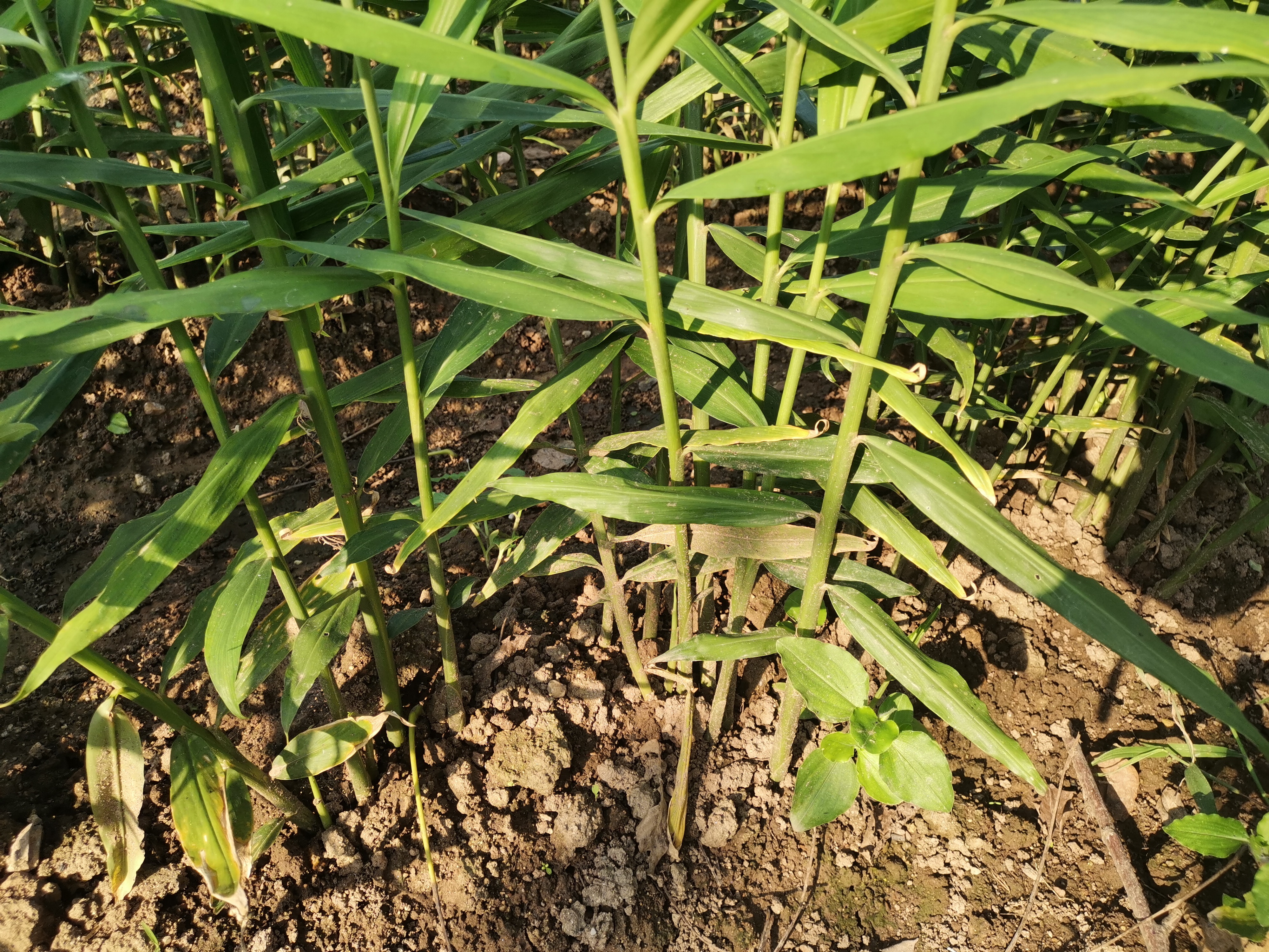 高效生态农业规模化,高效生态农业项目简介