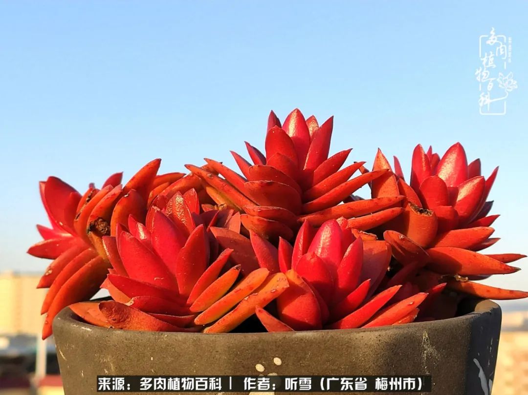 遇见多肉感恩生命中所有的相识,爱上多肉是个压力山大的事