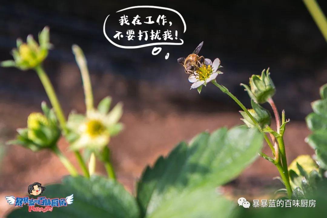 丹东特大久久红草莓,丹东九九大草莓是引进的吗