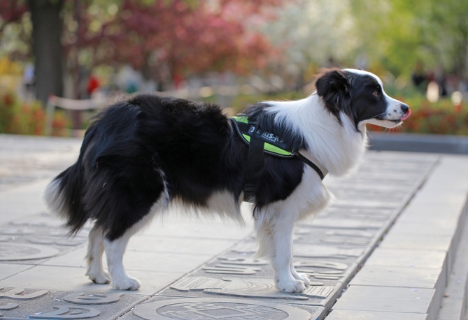 养狗还是要养两只,养狗是养一条好还是养两条好