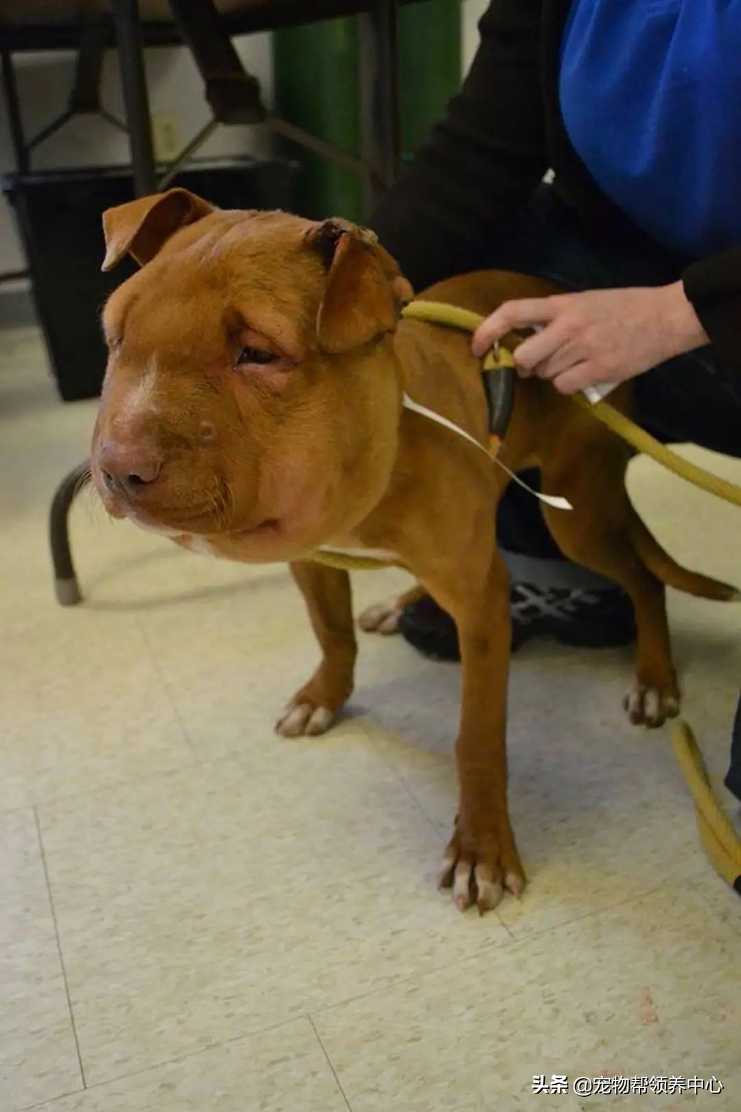 狗狗脑袋上长脓包是什么病,狗狗犬瘟头肿