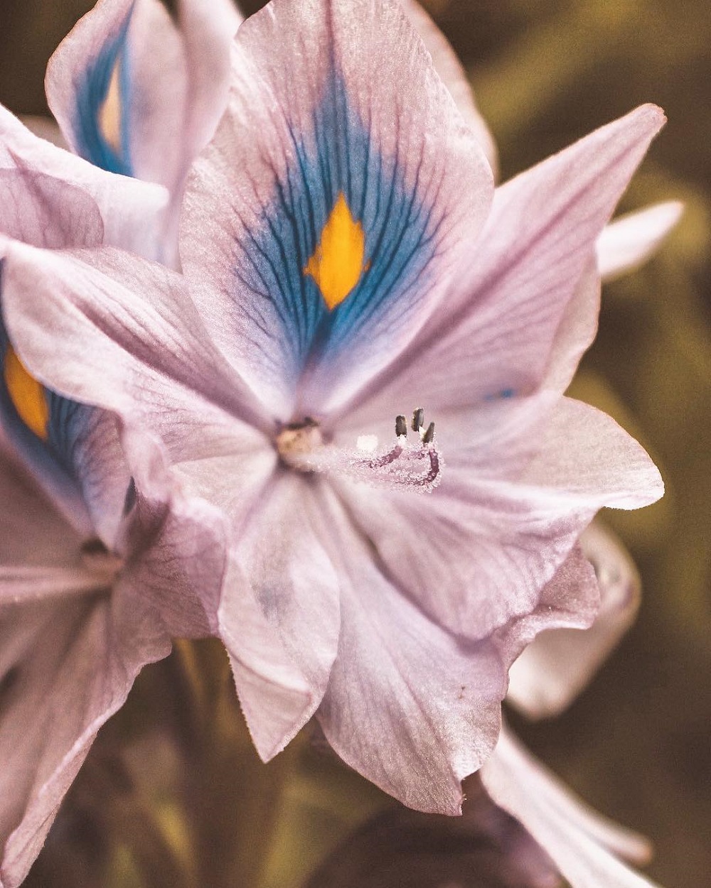 微距拍摄需要的器材,小成本视频摄影