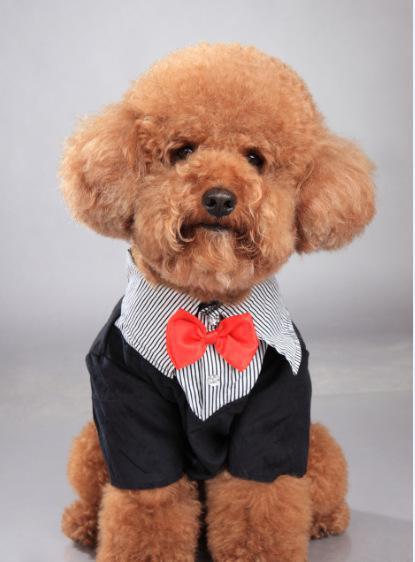 泰迪舔这几大地方，说明有事要发生了