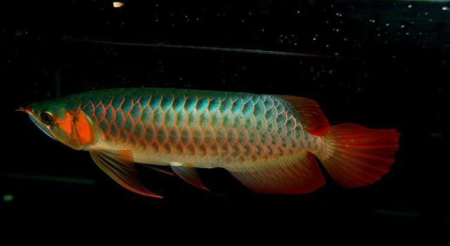 sos求救信号用眼睛表示,sos求救信号按错了没事吧