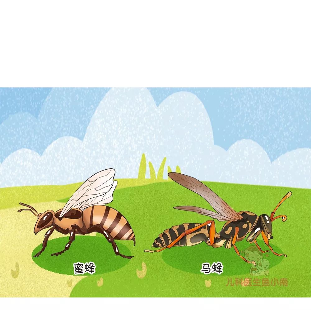 中蜂被蛰了有什么危害,秋蜂咬人会不会死亡