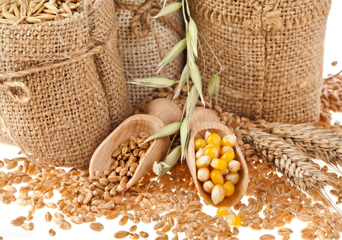 山东玉米行情预测最新消息,山东玉米今日最新行情粮油网