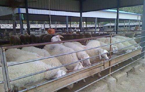 养殖场生物除臭剂注意事项,养殖场除臭剂哪种最好