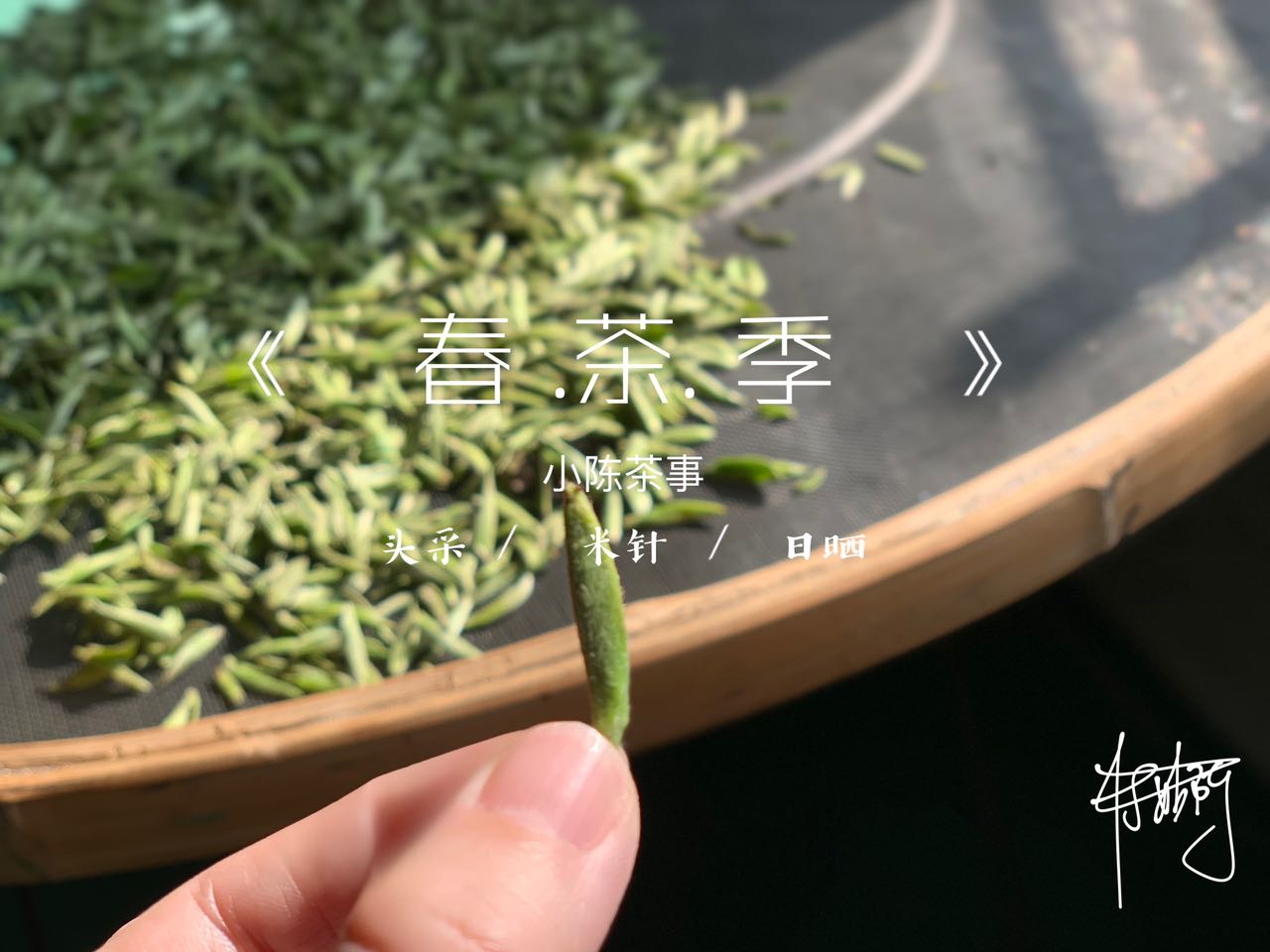 白毫银针和金骏眉是同一种茶底吗,绿茶龙井红茶金骏眉白茶白毫银针