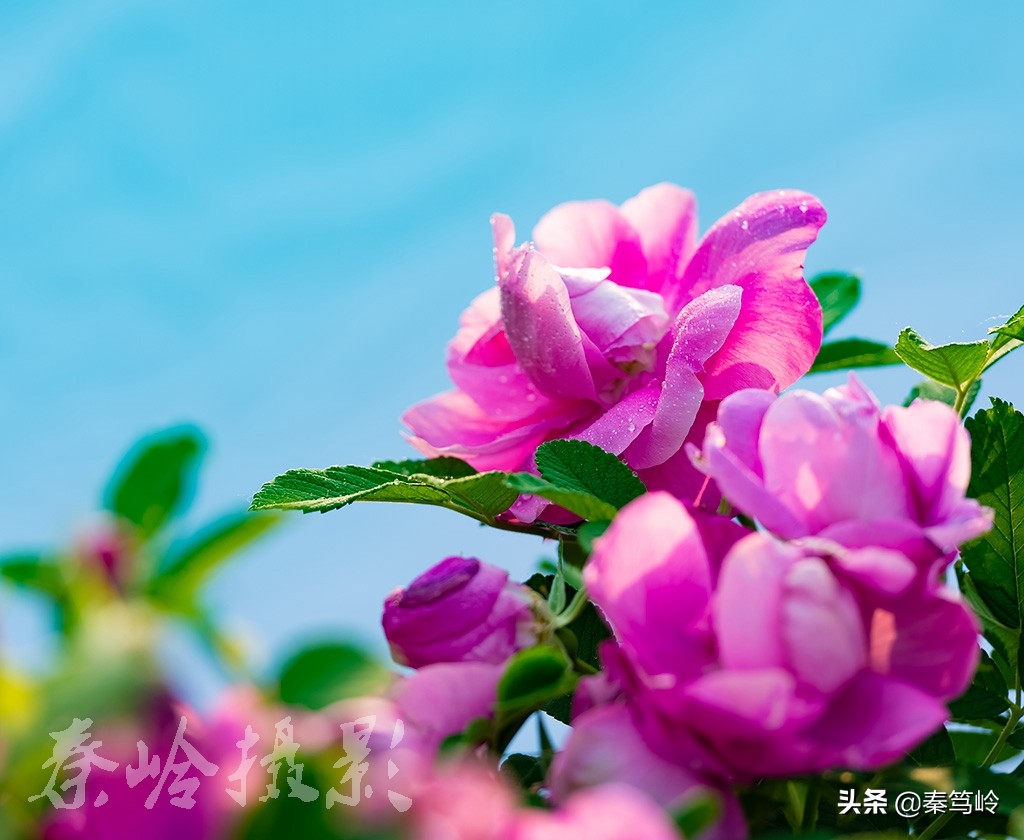 五月玫瑰花期,五月玫瑰盛开时