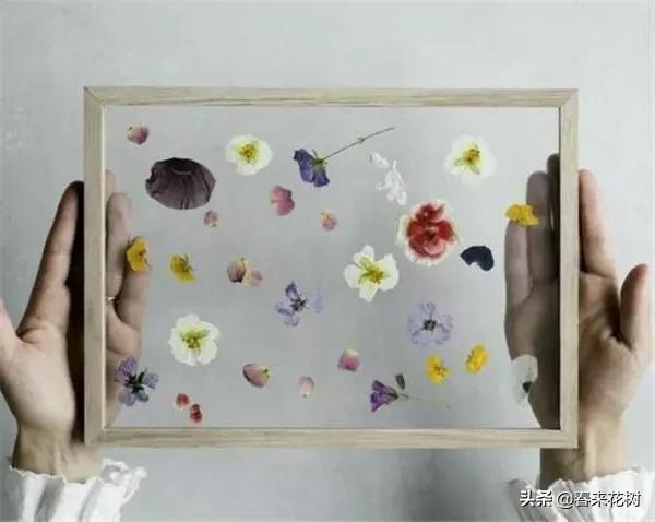 植物标本如何做简单又好看,植物能做什么手工