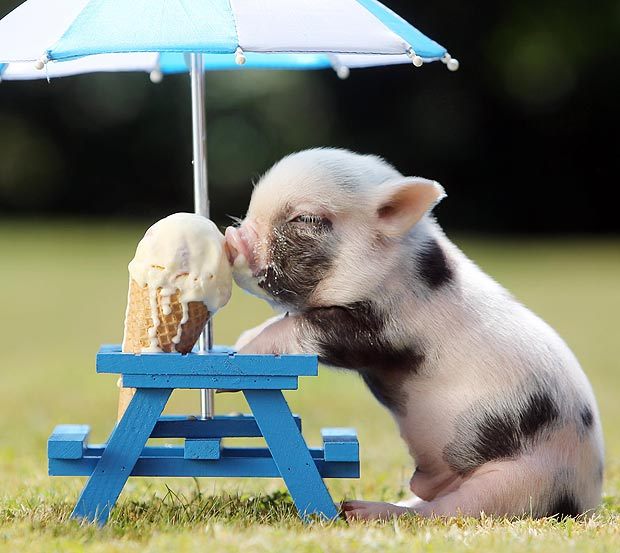 灏忛鐚櫤鍟嗙◣,灏忛鐚槸鏅哄晢绋庡悧