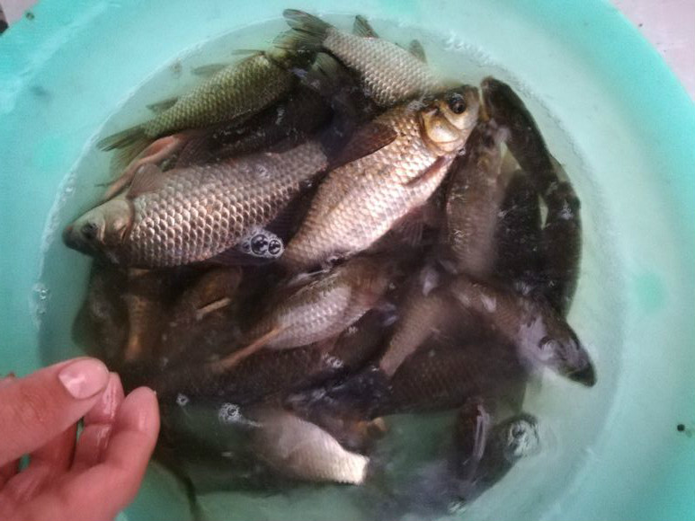 所有钓友都没口,一天能钓几十斤鲫鱼的窝料分享