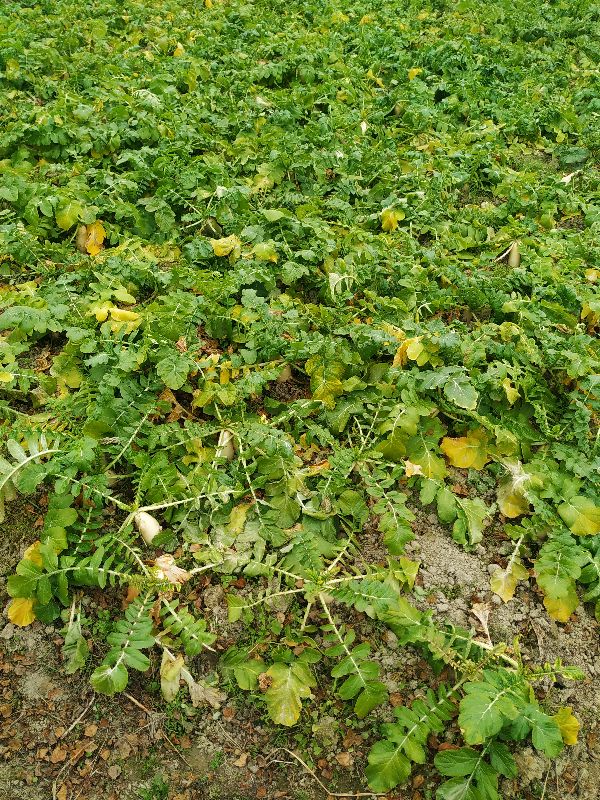 乐山小吃美食萝卜,特色小吃萝卜