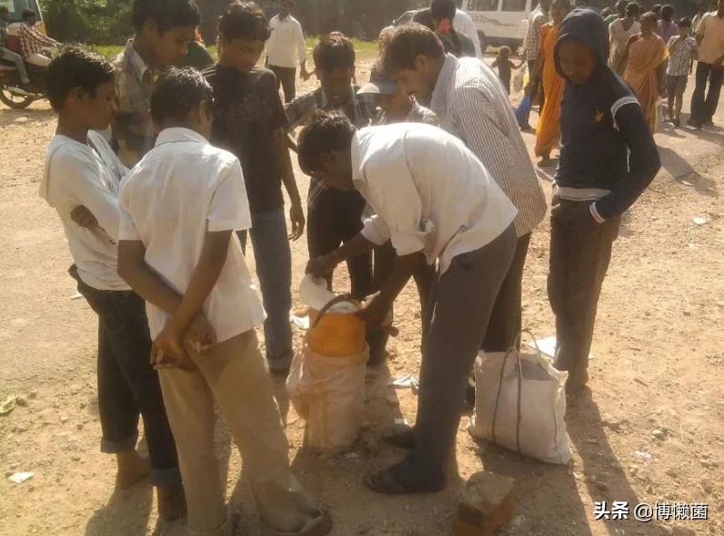 印度巨型根菜,印度根菜