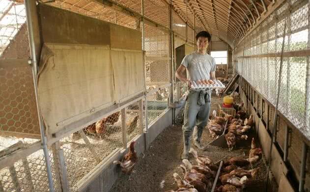 养殖场蚊蝇,养殖场蚊蝇多的相关视频