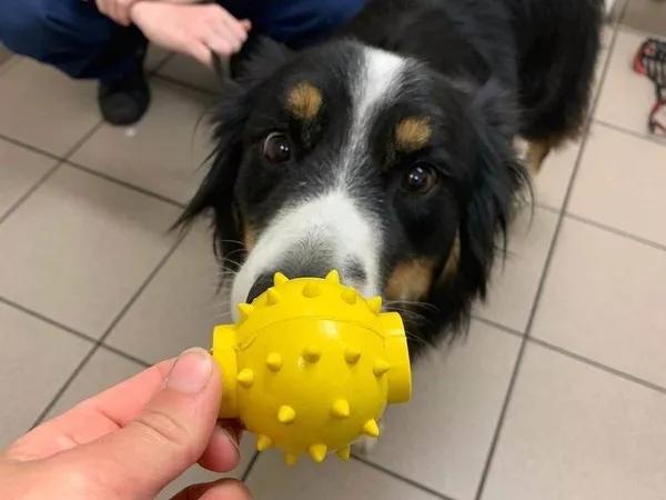 牧羊犬吞下最爱的玩具球,下一秒疯狂呕吐,幸亏一个洞救它狗命