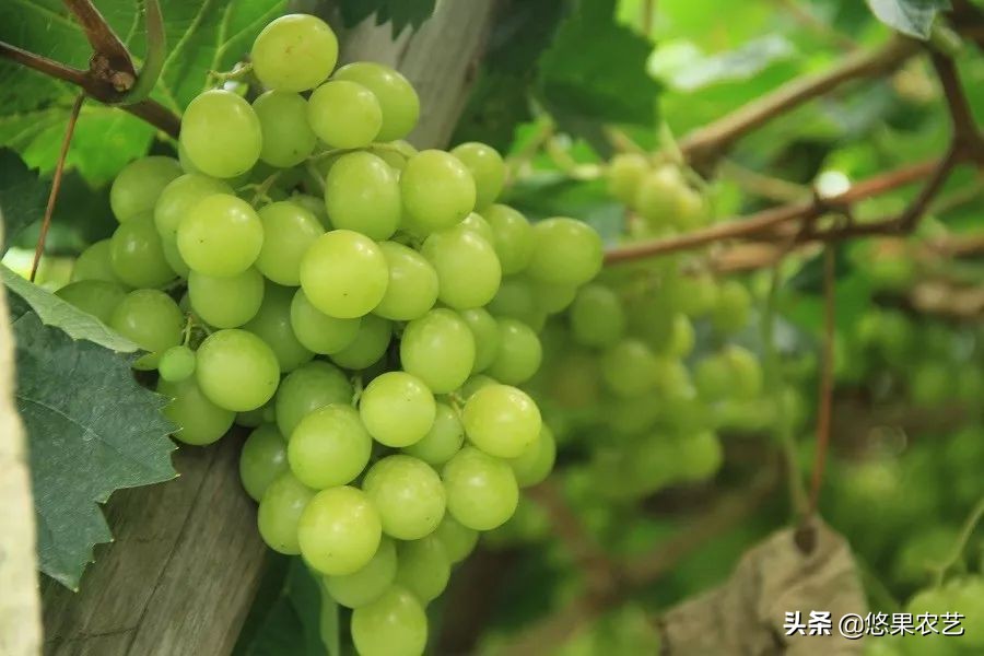 如何选择适合的果树品种,果树栽培品种的选择