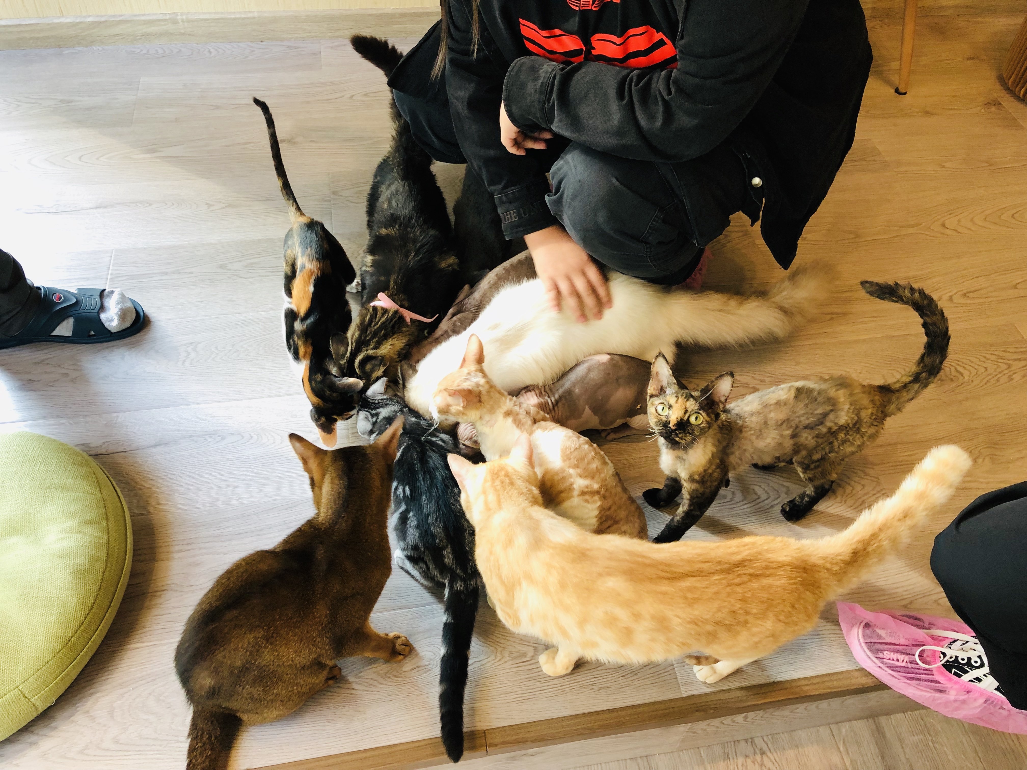 猫咪咖啡馆哪个最好,北京有名的猫咪咖啡馆