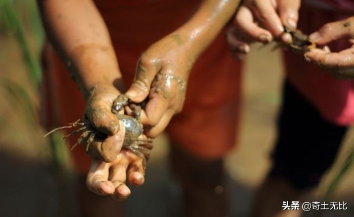 用手抓螃蟹的最佳秘诀,一秒钟学会抓螃蟹的方法