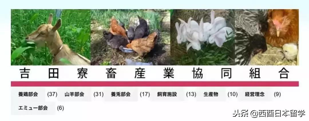 全亚洲最脏的宿舍,亚洲第一脏乱差的日本大学