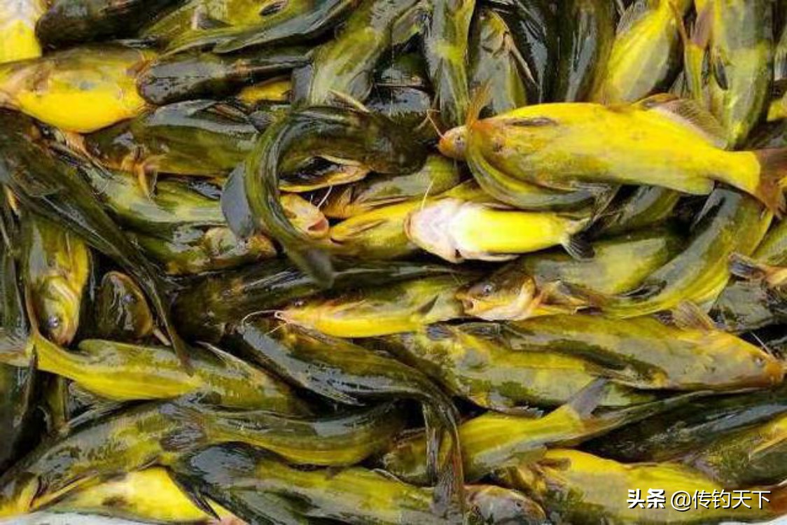 如何拿黄辣丁鱼饵钓鱼,夜钓江鱼黄辣丁饵料