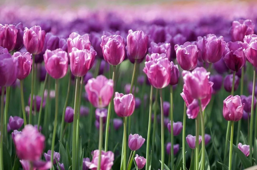 泡了杯花茶精神病发作了，小心这几类毒花