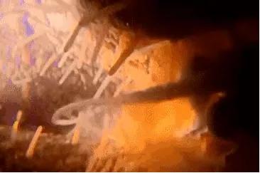 18张动图揭秘，你不是游得最快的那一个精子