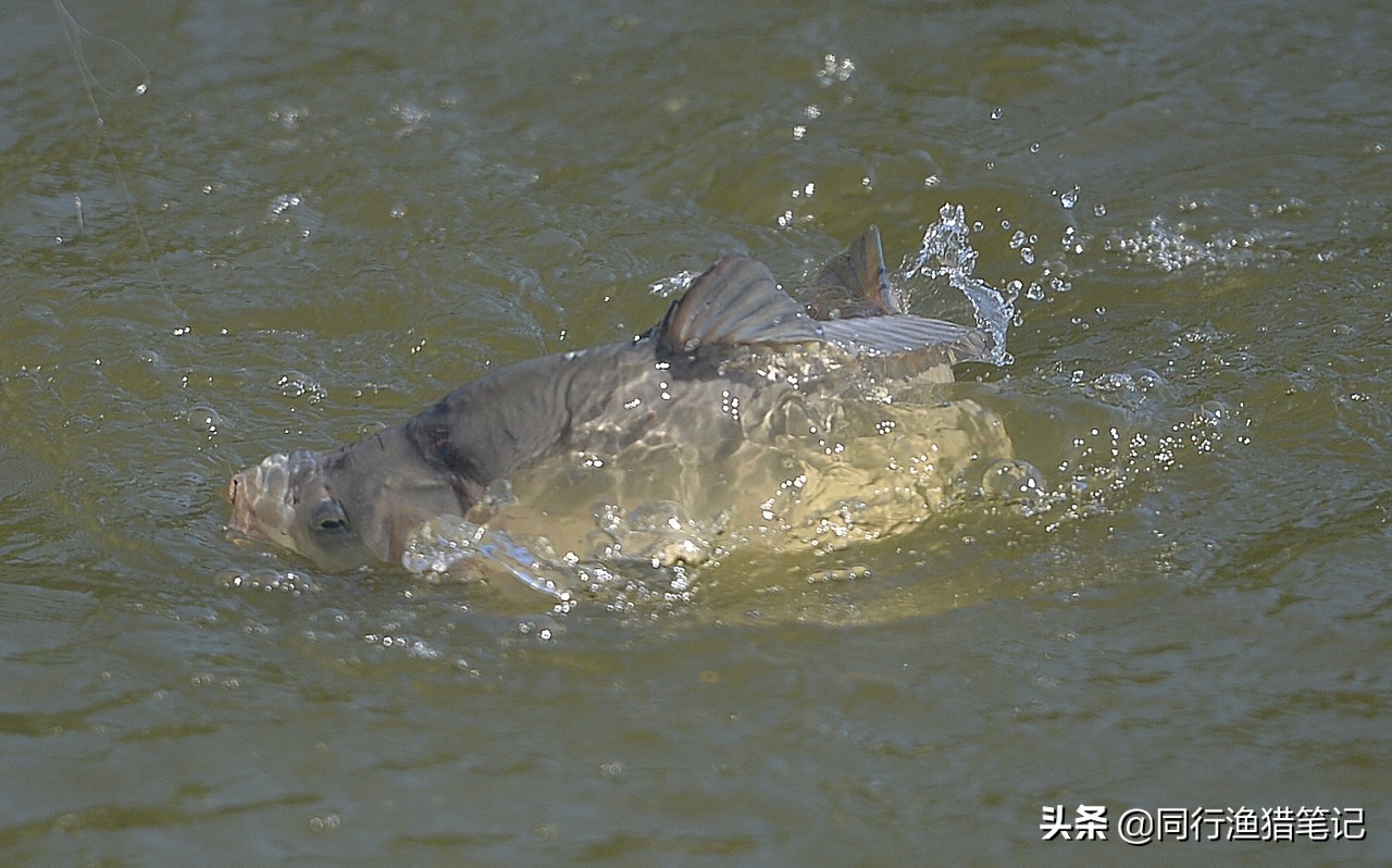 无铅钓法各种漂相,无铅钓法适合多深的水